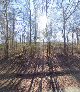 GFL Environmental